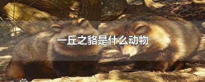 ​一丘之貉是什么动物