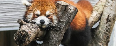 ​浣熊和小熊猫的区别