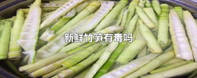 ​新鲜竹笋有毒吗