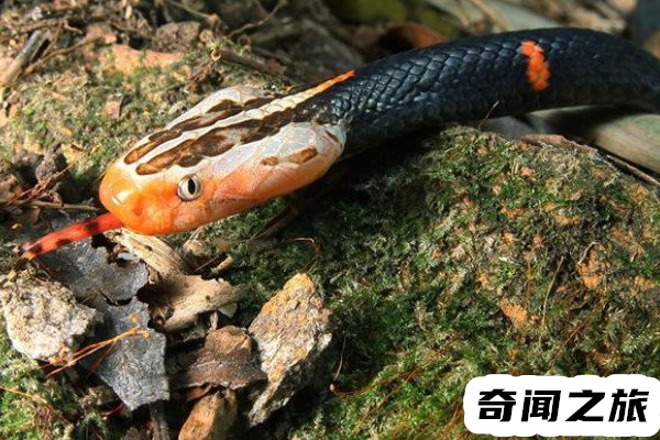 喜玛拉雅白头蛇（被人当做宠物蛇饲养在家）(2)_