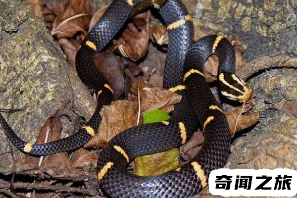 喜玛拉雅白头蛇（被人当做宠物蛇饲养在家）(4)_