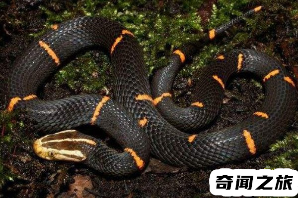 喜玛拉雅白头蛇（被人当做宠物蛇饲养在家）(1)_