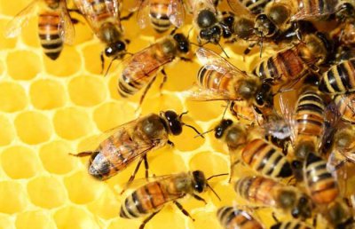 ​蜜蜂为什么要采蜜（蜜蜂在花丛为什么不会迷路）
