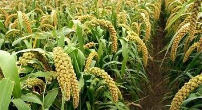 ​谷子和莠子的区别