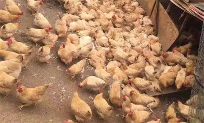 ​养鸡晚上能吓鸡吗 鸡容易受到惊吓吗