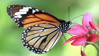 ​蝴蝶是害虫吗