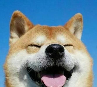 ​招狗喜欢的人的体质