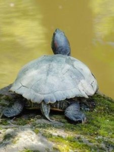 ​青蛙靠什么呼吸