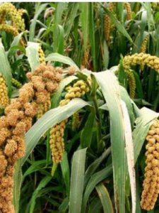 ​粟是什么农作物(粟是什么农作物读音)