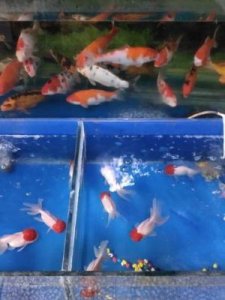 ​金鱼用什么呼吸(金鱼用什么呼吸海底两万里中的潜艇叫什么)