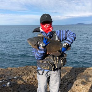 ​苏梅是什么鱼(苏眉鱼2000元一斤)