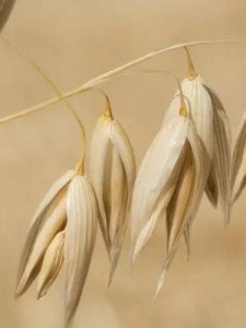 ​大麦是什么粮食(大麦和小麦的区别)