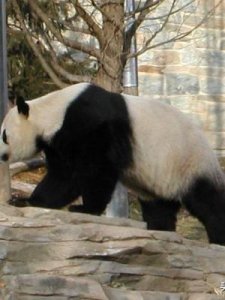 ​大熊猫吃什么食物(大熊猫吃什么食物资料)