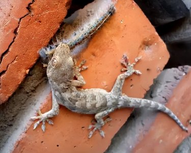 ​家里有壁虎需要赶走吗（壁虎有毒吗对于人体有危害吗）