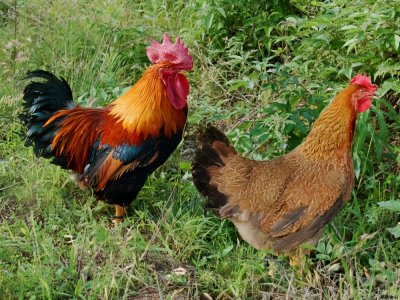 ​母鸡下蛋需要公鸡的配合吗（公鸡的存在有什么作用）