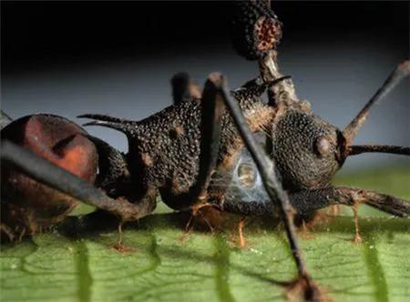 现实中可能出现丧尸吗?这4种情况一定要注意,可能真会导致危机