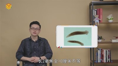 ​涡虫是什么动物