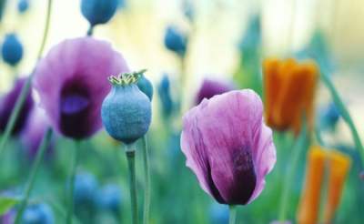 ​村民屋顶种植7株罂粟被无人机发现称是赏花 种植罂粟犯法吗？