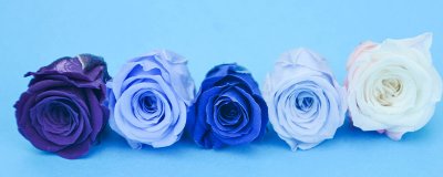 ​蓝色的玫瑰代表什么意思