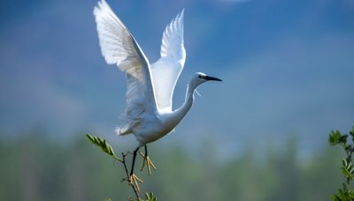 ​田里像白鹭的是什么鸟