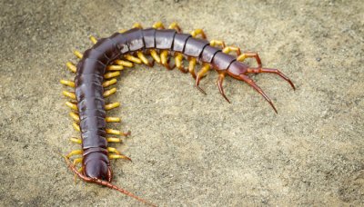 ​千足虫是害虫还是益虫