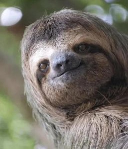 ​树懒没有灭绝的原因(树懒为什么不会灭绝)