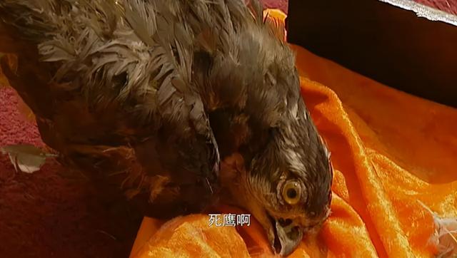 央视四大名鸡娱乐天涯（《大秦帝国》排第4）