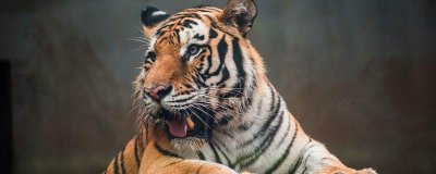 ​老虎的生活方式