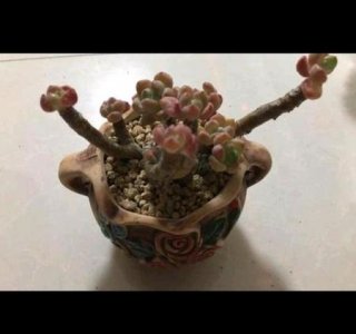 ​罗琦叶片变软变扁是什么原因(多肉叶子变软变皱)