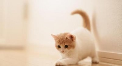 ​猫咪让你摸哪里代表信任你(猫咪对人的信任)