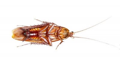 ​蟑螂会咬人吗?有毒吗