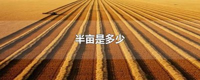 ​半亩是多少