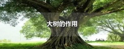 ​大树的作用