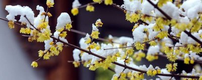 ​腊梅的精神