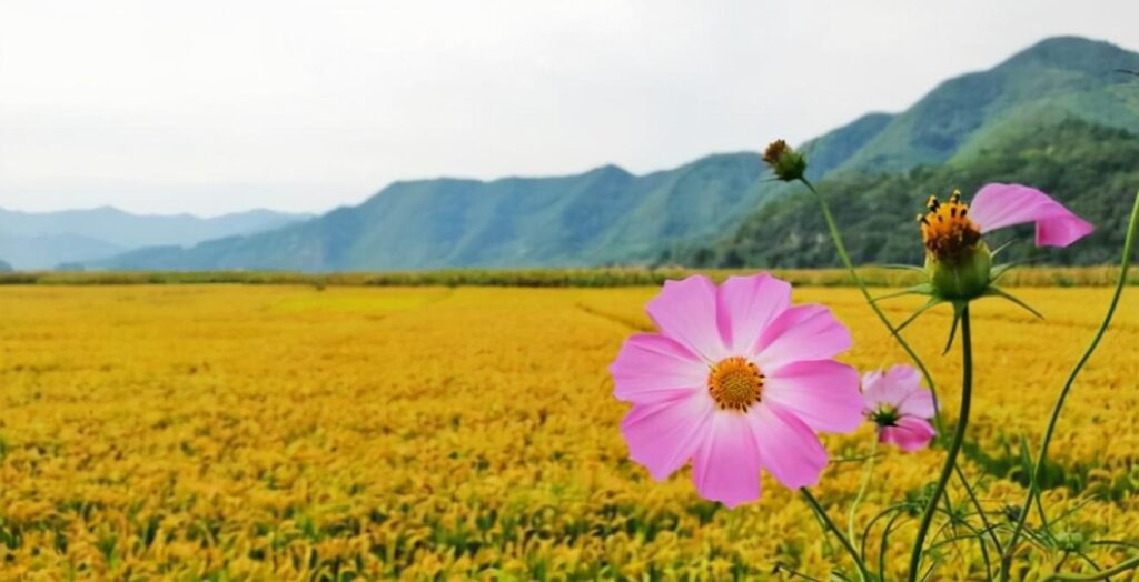 秋收的句子短句唯美_丰收喜悦之情文案 秋收的句子短句唯美_丰收喜悦之情文案