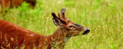 ​呦呦鹿鸣食野之苹什么意思_出处解释