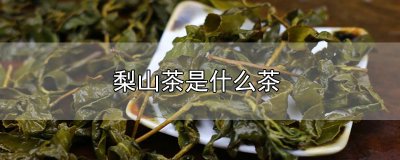 ​梨山茶是什么茶