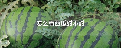 ​怎么看西瓜甜不甜