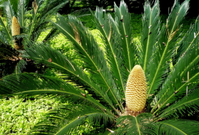 ​铁树叶发黄的原因是什么 补救措施有哪些