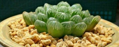 ​玉露怎样扦插和繁殖