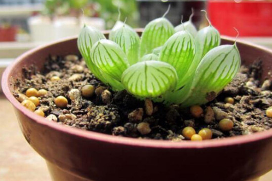 玉露怎样扦插和繁殖(图3)