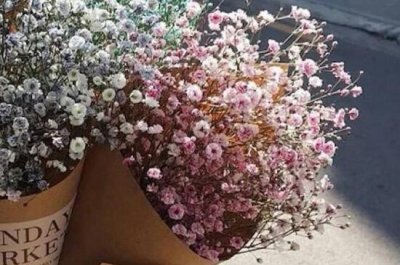 ​满天星可以干放吗，满天星是可以干放的（图）