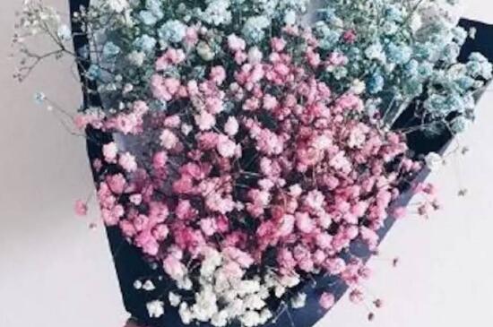 满天星可以干放吗，满天星是可以干放的（图）(图4)