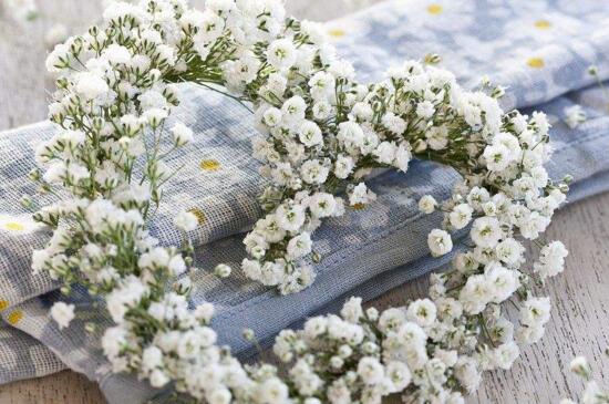 满天星可以干放吗，满天星是可以干放的（图）(图2)