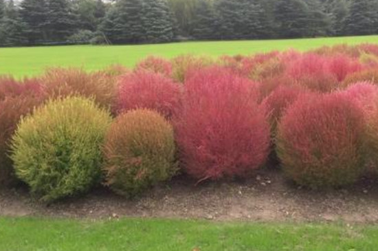 红地肤种子种植方法和时间(图2)