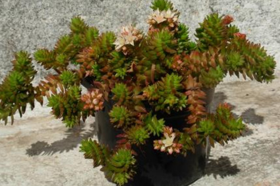 白花小松怎么扦插(图3)