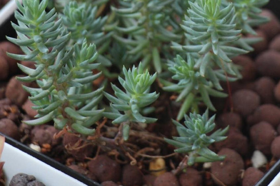 白花小松怎么扦插(图2)