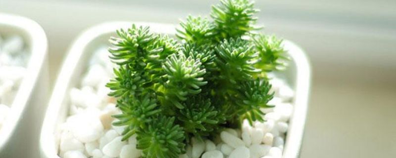 白花小松怎么扦插(图1)