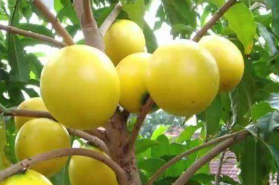 黄晶果开花不结果是什么原因(图4)