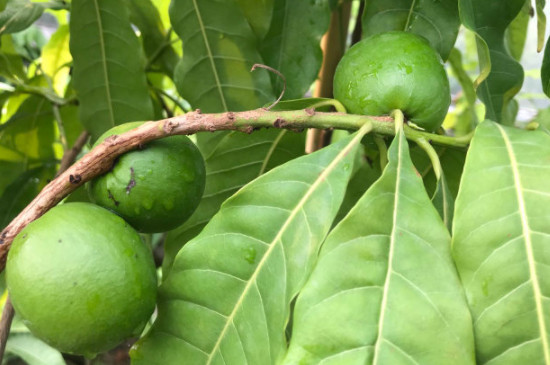 黄晶果开花不结果是什么原因(图2)